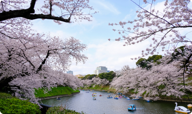 Chidorigafuchi Rowing Boats Japan Tokyo cherry blossoms